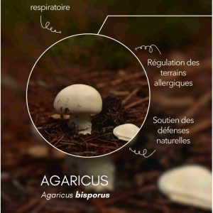 karandja-mycostim-agaricus-150ml-bio-2.jpg Extrait de champignon bio Agaricus 150 ml, flacon en verre ambré – vue 3