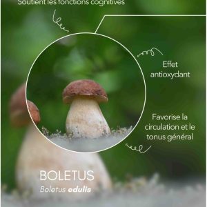 karandja-mycostim-boletus-cepe-de-bordeaux-150ml-bio-2.jpg Extrait de champignon bio Boletus (cèpe de Bordeaux) 150 ml, flacon en verre ambré – vue 3