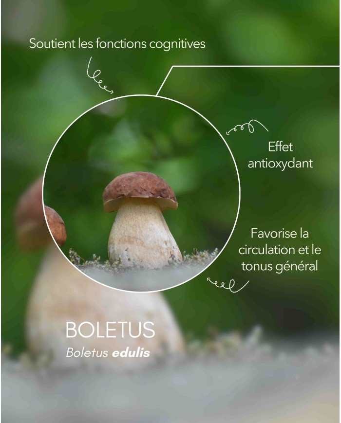 karandja-mycostim-boletus-cepe-de-bordeaux-150ml-bio-2.jpg Extrait de champignon bio Boletus (cèpe de Bordeaux) 150 ml, flacon en verre ambré – vue 3