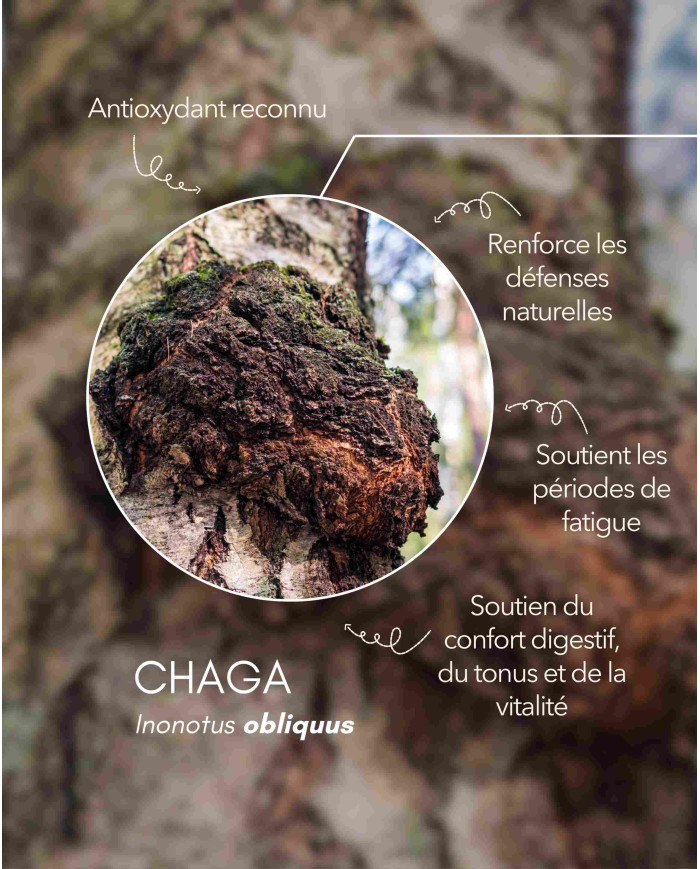 karandja-mycostim-chaga-150ml-bio-2.jpg Extrait de champignon bio Chaga 150 ml, flacon en verre ambré – vue 3