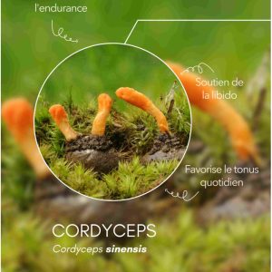karandja-mycostim-cordyceps-150ml-bio-2.jpg Extrait de champignon bio Cordyceps 150 ml, flacon en verre ambré – vue 3
