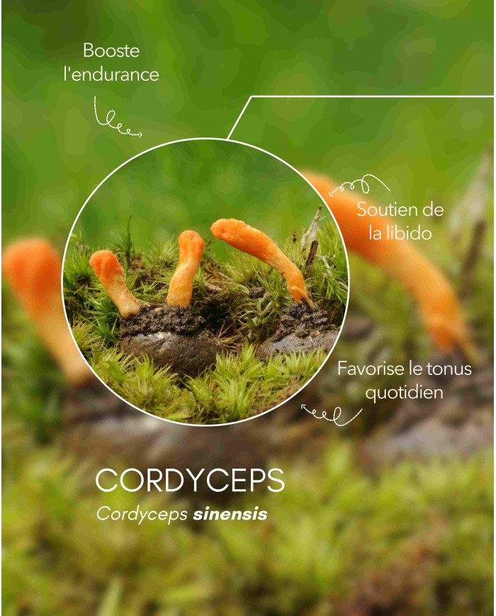 karandja-mycostim-cordyceps-150ml-bio-2.jpg Extrait de champignon bio Cordyceps 150 ml, flacon en verre ambré – vue 3