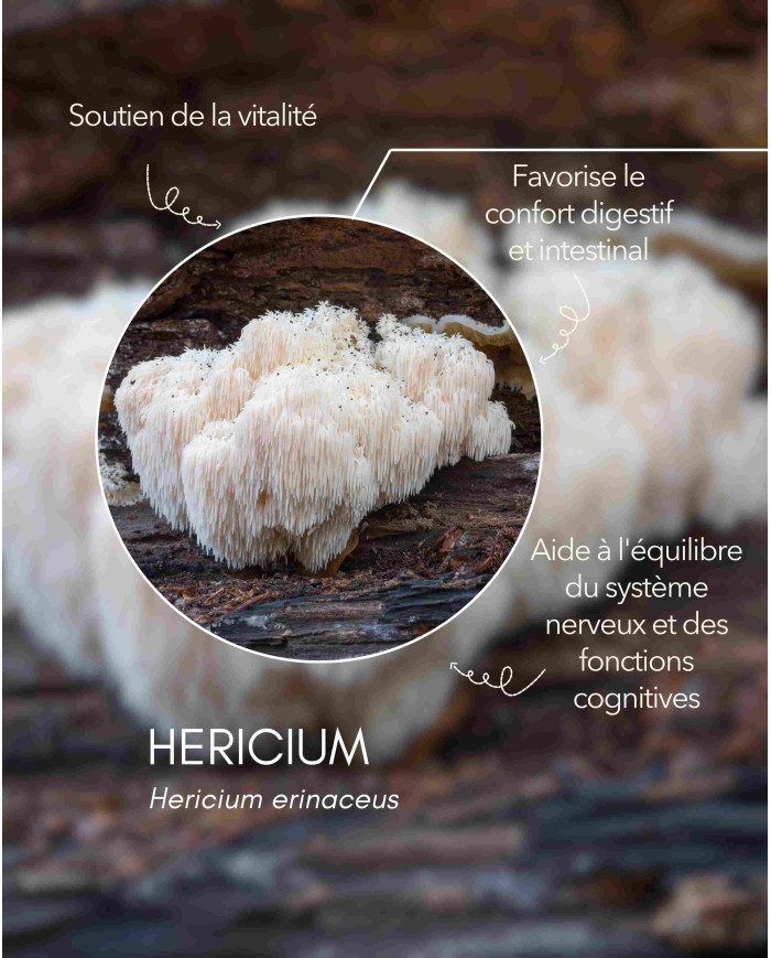 karandja-mycostim-hericium-150ml-bio-2.jpg Extrait de champignon bio Hericium 150 ml, flacon en verre ambré – vue 3