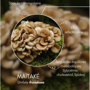 karandja-mycostim-maitake-150ml-bio-3.jpg Extrait de champignon bio Maïtaké 150 ml, flacon en verre ambré – vue 4
