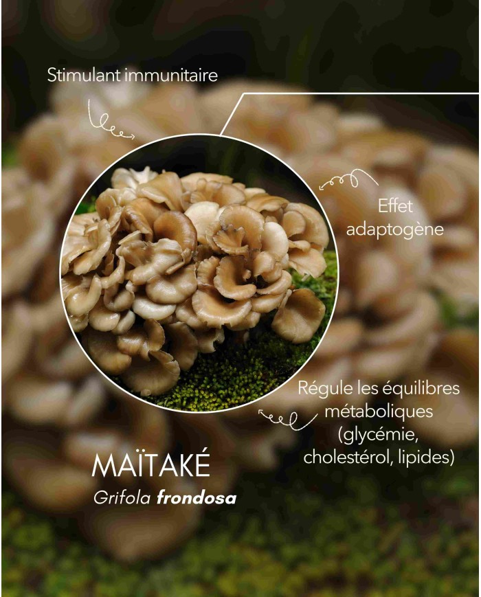 karandja-mycostim-maitake-150ml-bio-3.jpg Extrait de champignon bio Maïtaké 150 ml, flacon en verre ambré – vue 4