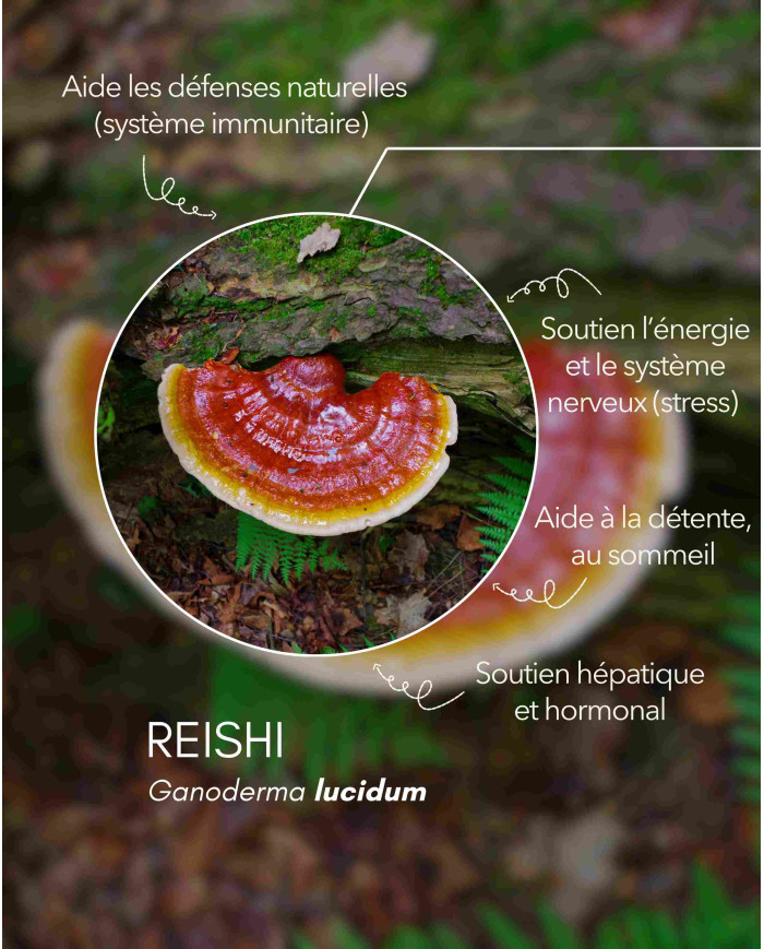 karandja-mycostim-reishi-150ml-bio-2.jpg Extrait de champignon bio Reishi 150 ml, flacon en verre ambré – vue 3