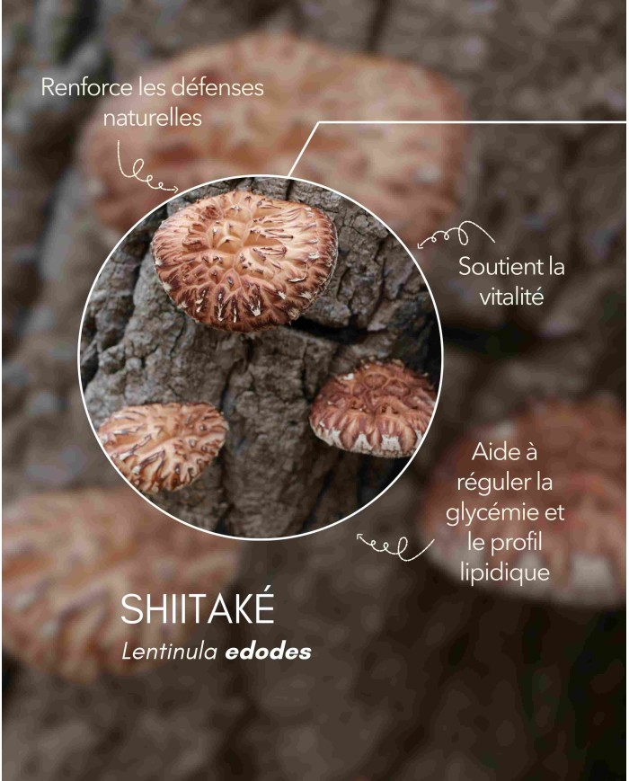 karandja-mycostim-shiitake-150ml-bio-2.jpg Extrait de champignon bio Shiitaké 150 ml, flacon en verre ambré – vue 3